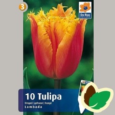 Tulipanløg Lambada - Frynset Tulipan / 10 Løg