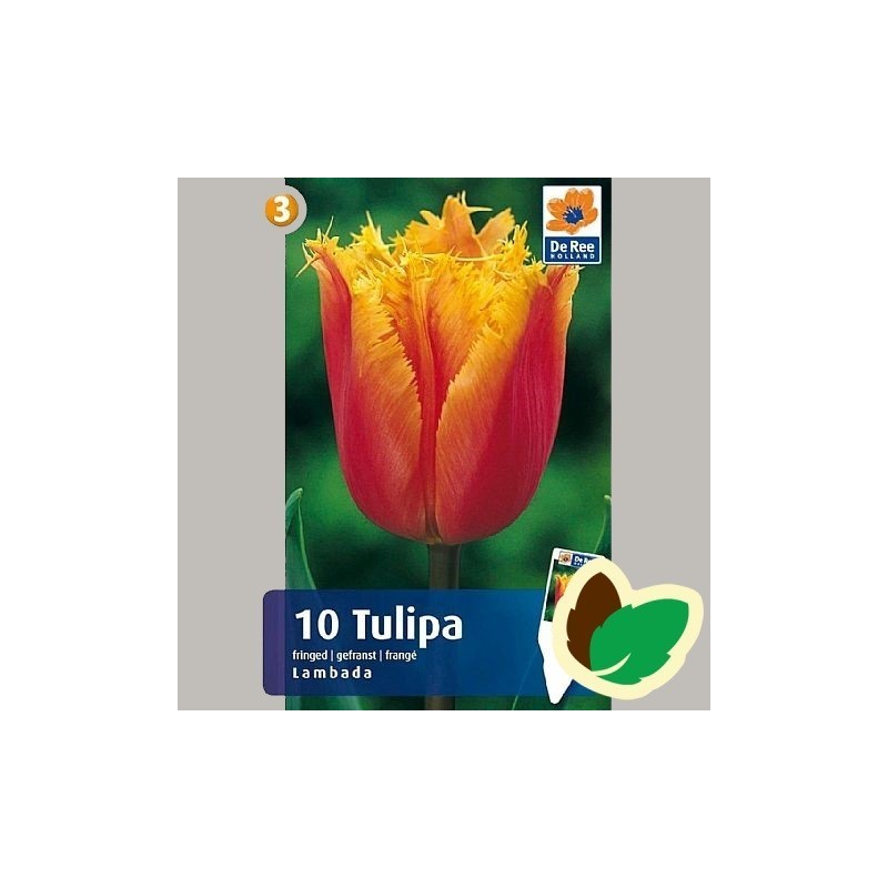 Tulipanløg Lambada - Frynset Tulipan / 10 Løg