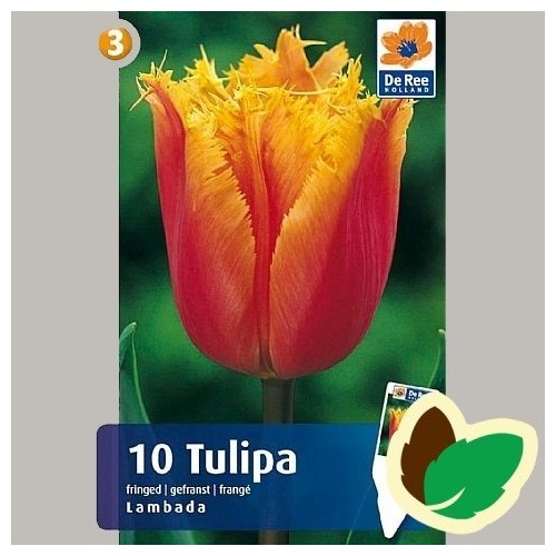 Tulipanløg Lambada - Frynset Tulipan / 10 Løg