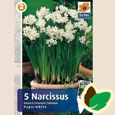 Påskeliljeløg Paperwhite - Narcissus Botanisk / 5 Løg