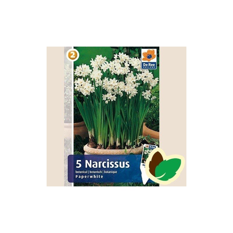 Påskeliljeløg Paperwhite - Narcissus Botanisk / 5 Løg