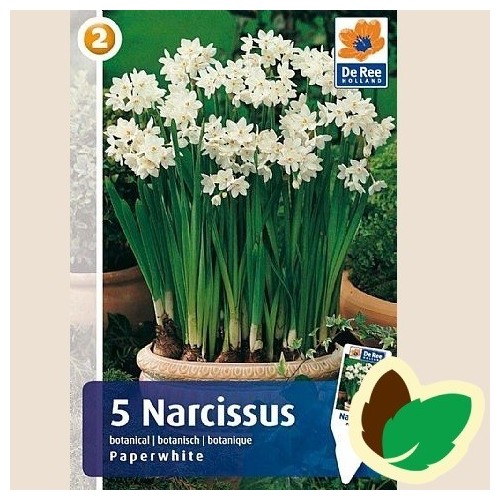 Påskeliljeløg Paperwhite - Narcissus Botanisk / 5 Løg