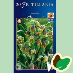 Fritillaria Uva Vulpis - Klokkelilje / 20 Løg