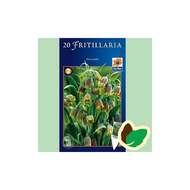 Fritillaria Uva Vulpis - Klokkelilje / 20 Løg