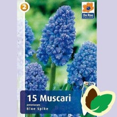 Perlehyacintløg Blue Spike - Muscari Dobbelt / 15 Løg