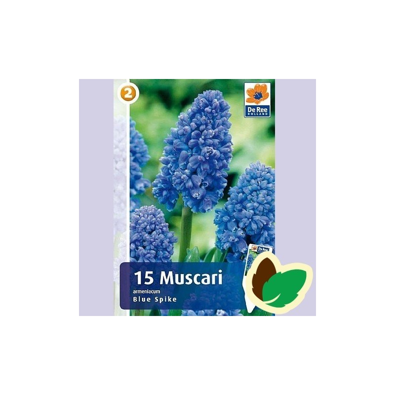 Perlehyacintløg Blue Spike - Muscari Dobbelt / 15 Løg