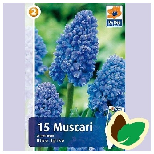 Perlehyacintløg Blue Spike - Muscari Dobbelt / 15 Løg