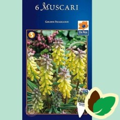 Perlehyacintløg Golden Fragrance - Muscari Gul / 6 Løg