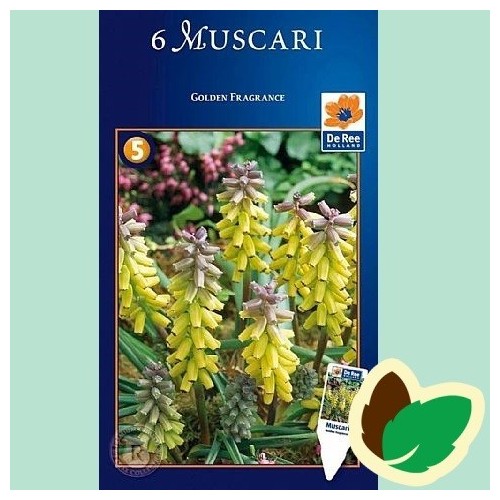 Perlehyacintløg Golden Fragrance - Muscari Gul / 6 Løg