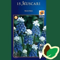 Perlehyacintløg Mount Hood - Muscari / 15 Løg