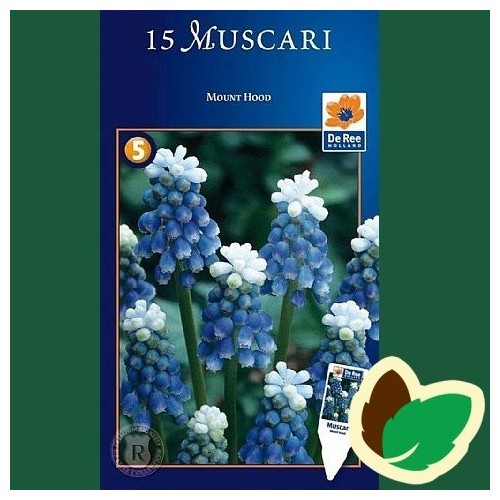 Perlehyacintløg Mount Hood - Muscari / 15 Løg