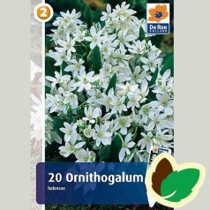 Ornithogalum balansae - Fuglemælk / 20 Løg