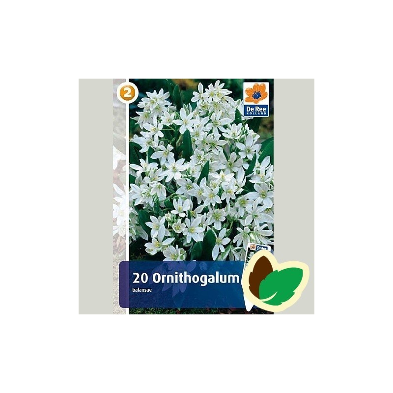 Ornithogalum balansae - Fuglemælk / 20 Løg