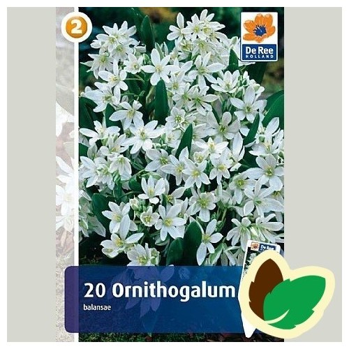 Ornithogalum balansae - Fuglemælk / 20 Løg