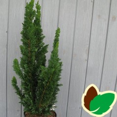 Chamaecyparis lawsoniana Little Spire - Cypres