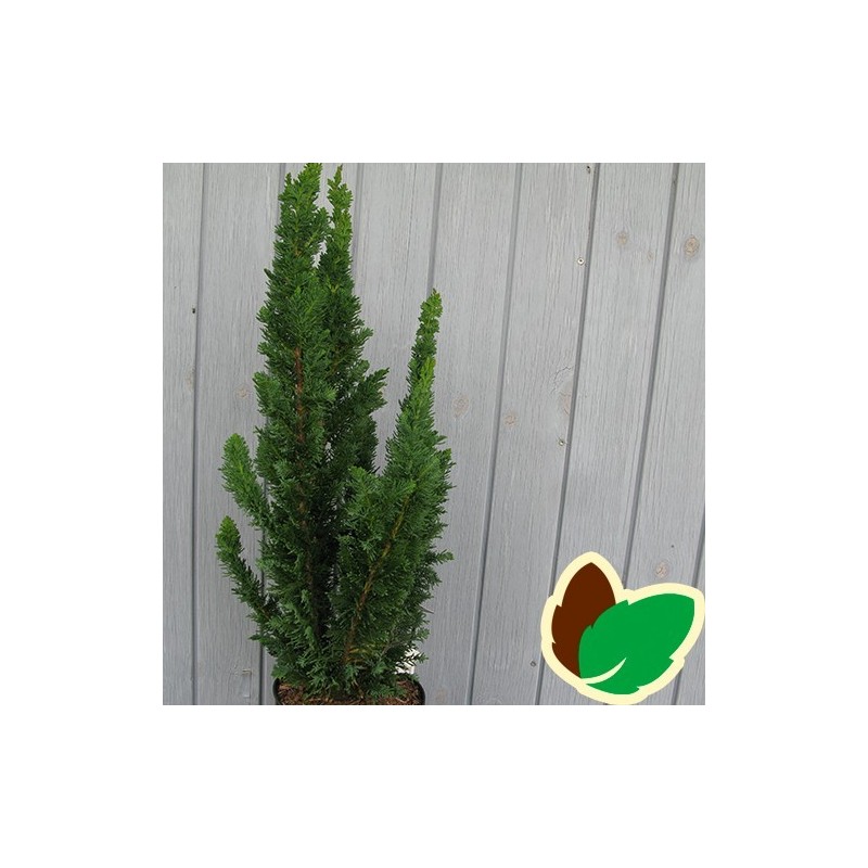 Chamaecyparis lawsoniana Little Spire - Cypres