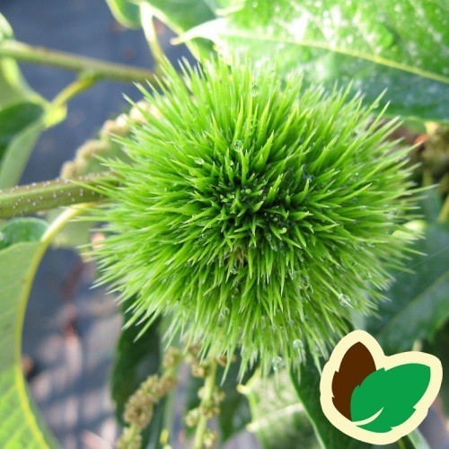 Castanea sativa Lyon - Spisekastanjer 80-100 cm.