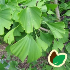 Ginkgo biloba - Tempeltræ / 150-175 cm.