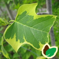 Liriodendron tulipifera Aureomarginatum - Broget Tulipantræ / 175-200 cm.