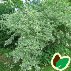 Hvidbroget Kornel 50-80 cm. - Bundt med 10 stk. barrodsplanter - Cornus alba Elegantissima