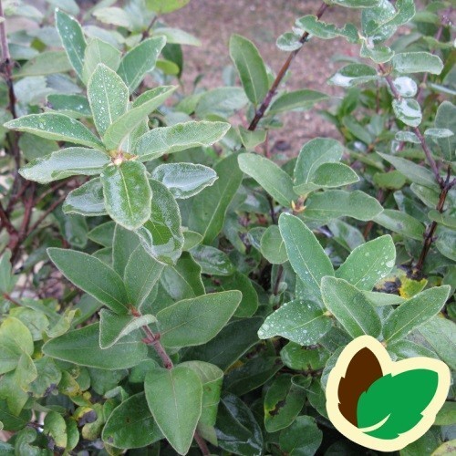 Lonicera coerulea Kirke - Blåfrugtet Gedeblad / 10 stk. 30-50 cm. Barrods - S