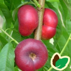 Nektarintræ - Tallerkennektarin