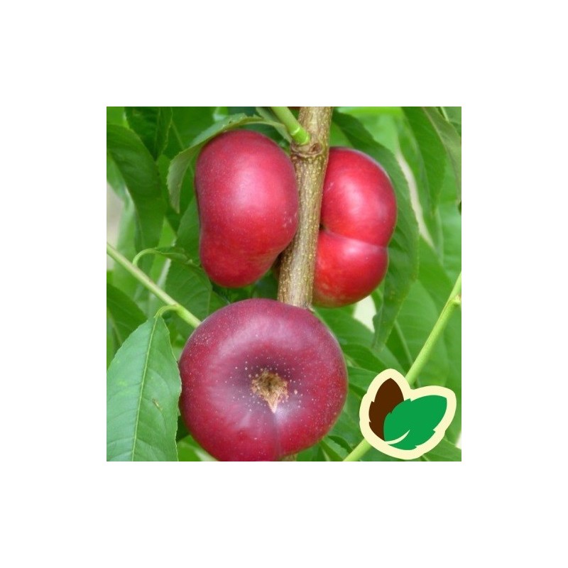 Nektarintræ - Tallerkennektarin