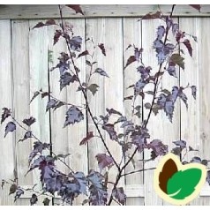 Rødbladet Birk 175-200 cm. - Betula pendula Purpurea