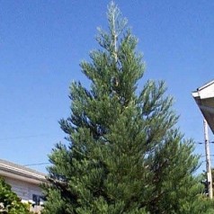 Sequoiadendron Giganteum - Mammuttræ / 50-60 cm.