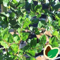 Crataegus prunifolia Splendens - Blommebladet Tjørn / 175-200 cm.