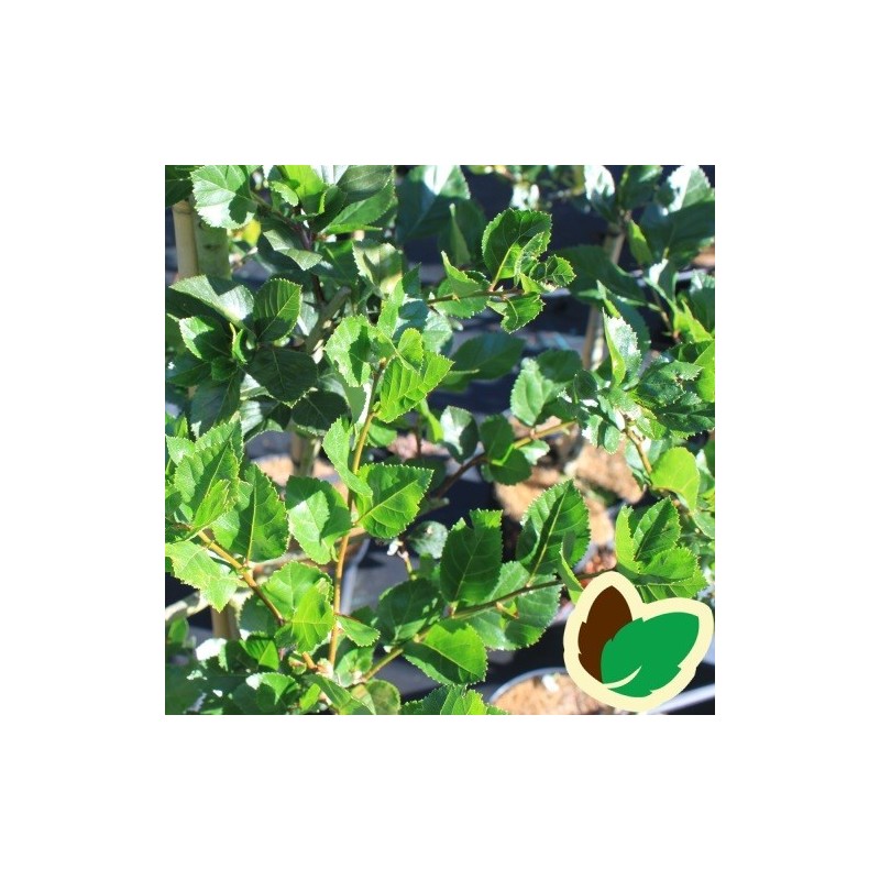 Crataegus prunifolia Splendens - Blommebladet Tjørn / 175-200 cm.