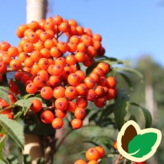 Sorbus commixta - Japansk Røn / 175-200 cm.