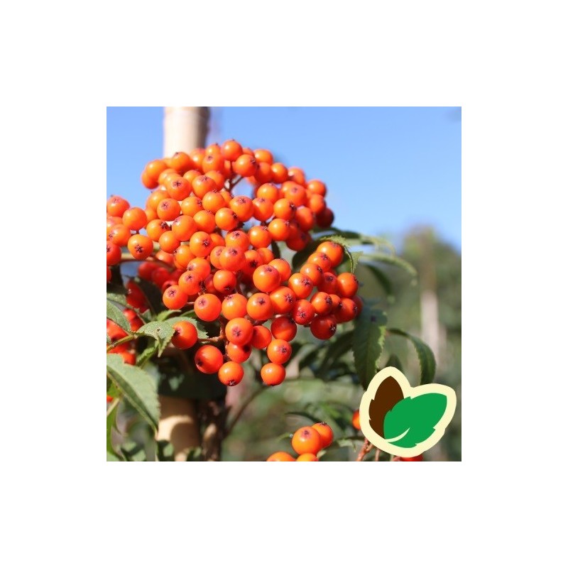 Sorbus commixta - Japansk Røn / 175-200 cm.