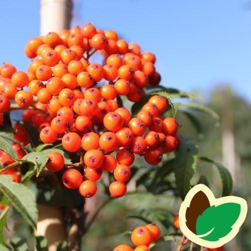 Sorbus commixta - Japansk Røn / 175-200 cm.