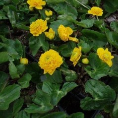 Caltha palustris Plena (Multiplex) / Engkabbeleje