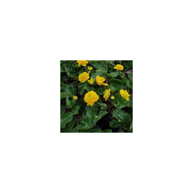 Caltha palustris Plena (Multiplex) / Engkabbeleje