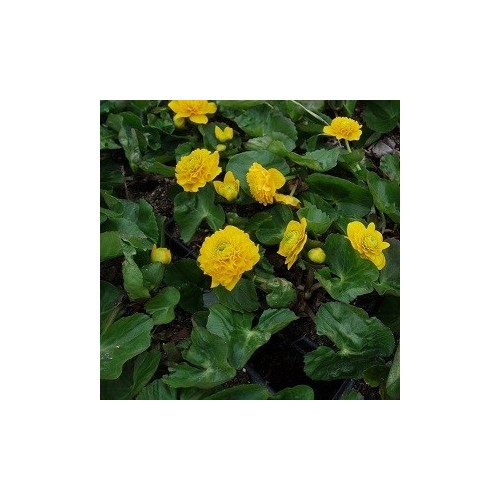 Caltha palustris Plena (Multiplex) / Engkabbeleje