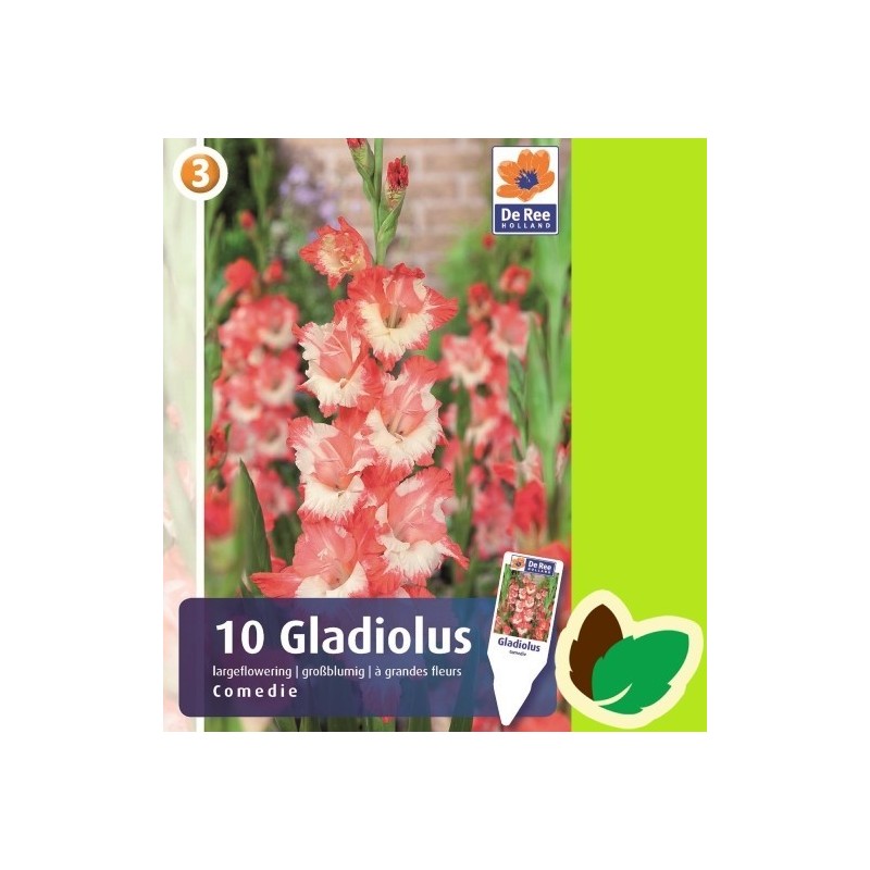 Gladiolus Comedie - 10 Løg