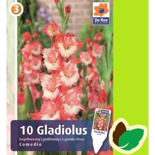 Gladiolus Comedie - 10 Løg