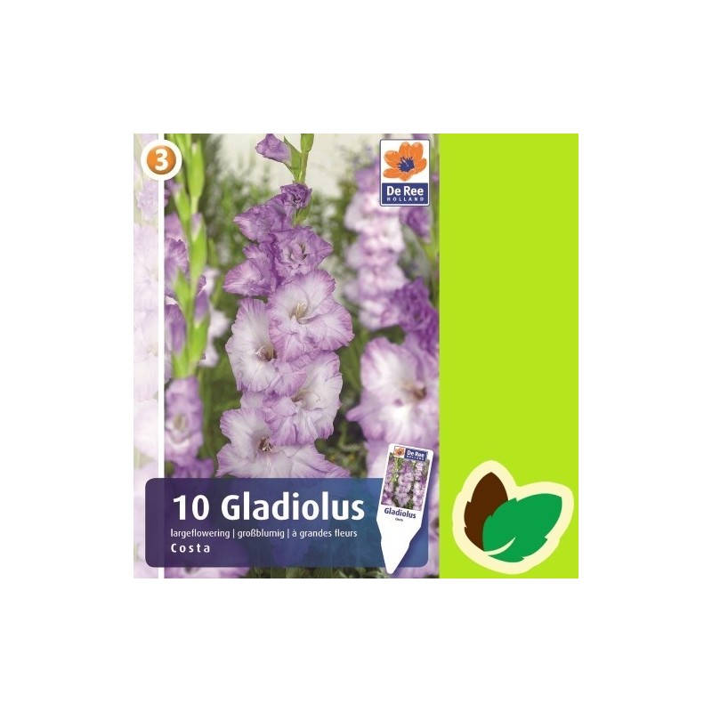 Gladiolus Costa - 10 Løg