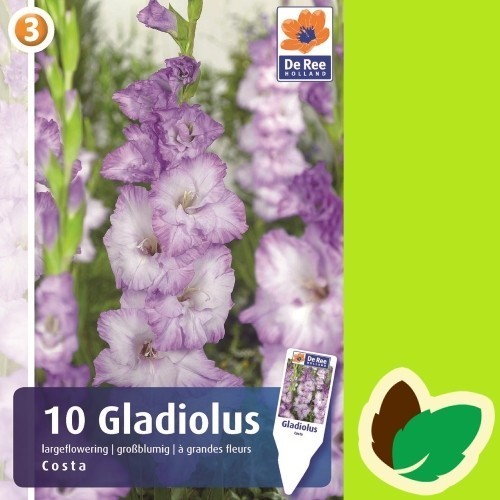 Gladiolus Costa - 10 Løg