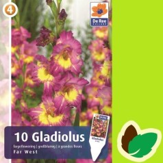 Gladiolus Far West - 10 Løg