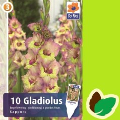 Gladiolus Sapporo - 10 Løg