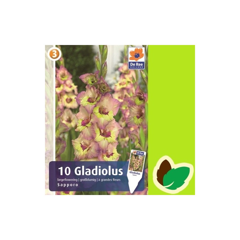 Gladiolus Sapporo - 10 Løg