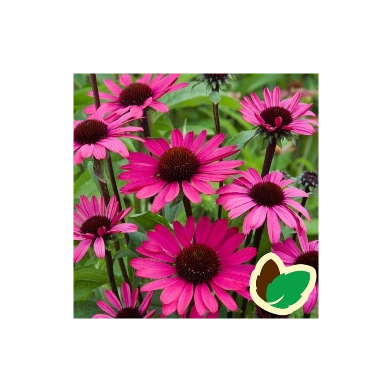 Echinacea purpurea Summer Cloud / Solhat