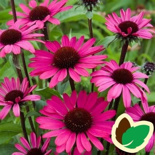 Echinacea purpurea Summer Cloud / Solhat