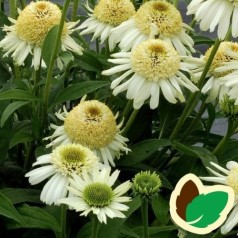 Echinacea purpurea Vanilla Cupcake / Solhat