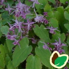 Epimedium grandiflorum Violaceum / Bispehue