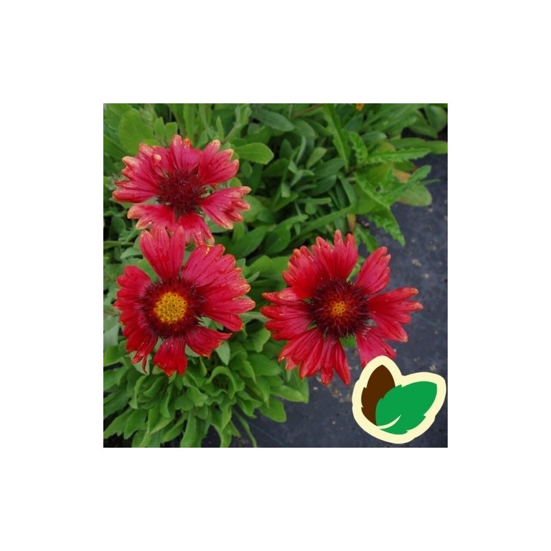 Gaillardia aristata Burgunder / Kokardeblomst