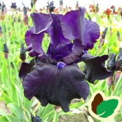 Iris germanica Black Dragon - Iris